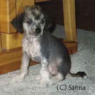 Rosa Rugosa Kastanja