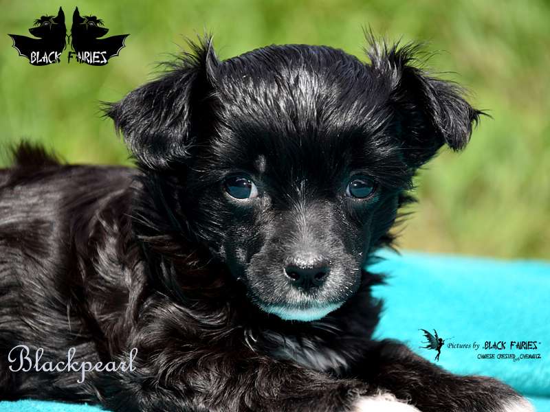 Black-Pearl from *Black Fairies*