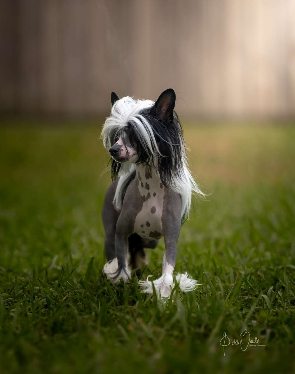 Cristall MyAngel Christmas With a Twist