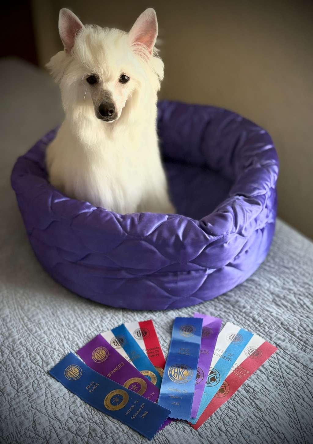 Gracieux-Pahlavi Luminous Wonder