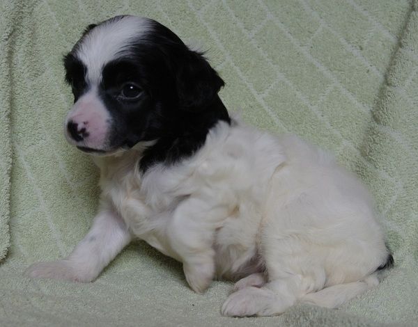 Apriori Vip Sheridan's