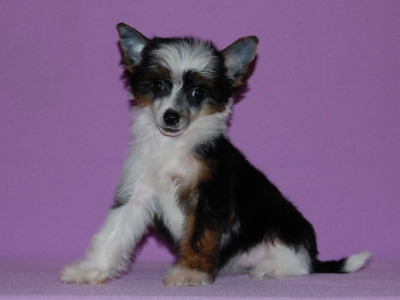 True Magnifisen Artemida