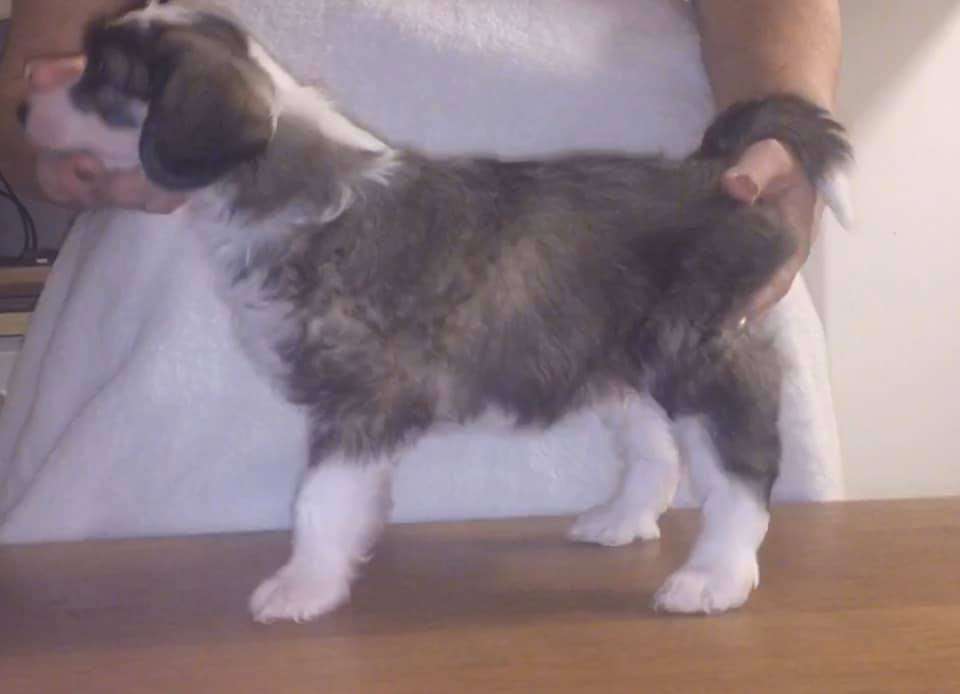 Luckytern You Make My Dreams