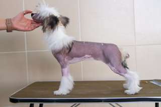 Marydance Heaven's Gate