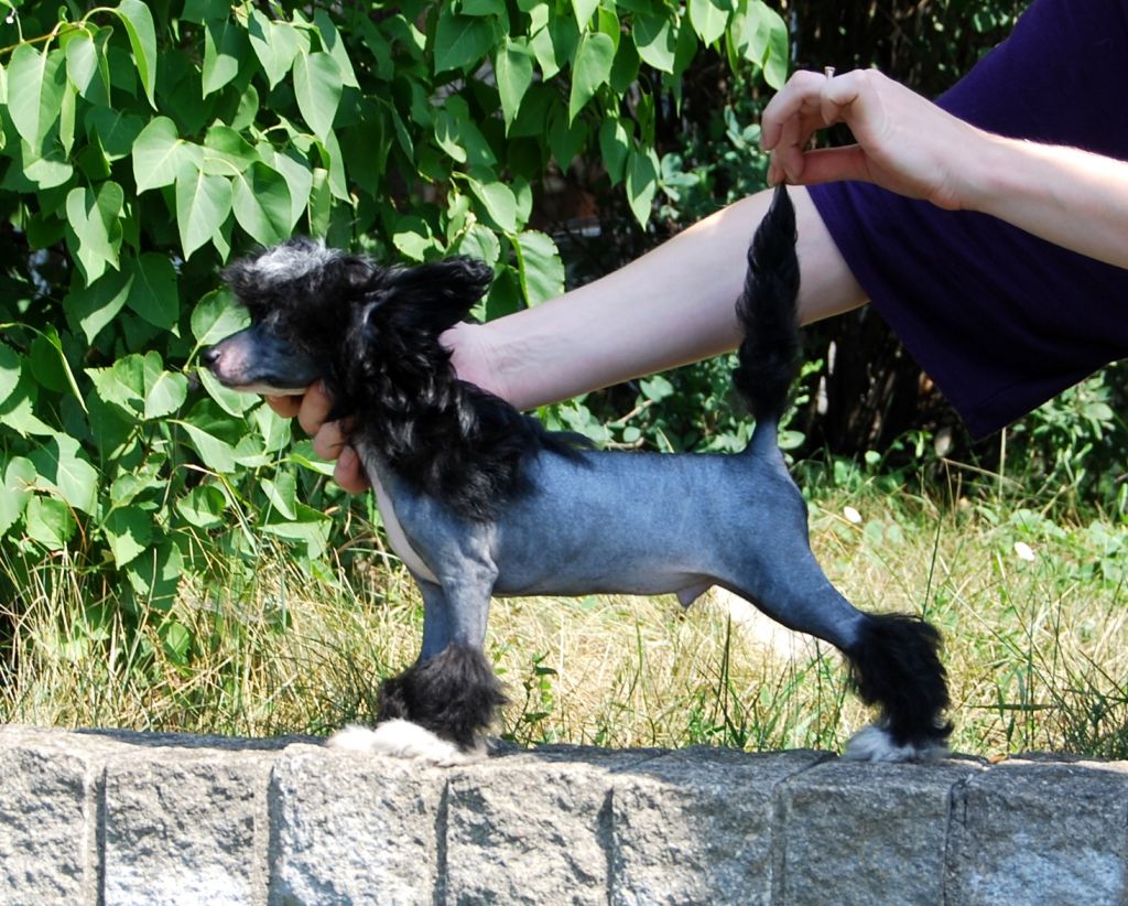 Orero Lovely Dinaburg Exotic