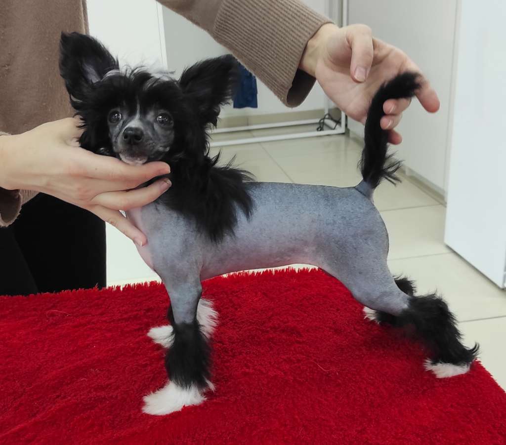 Anna Sky Kennel Shanel