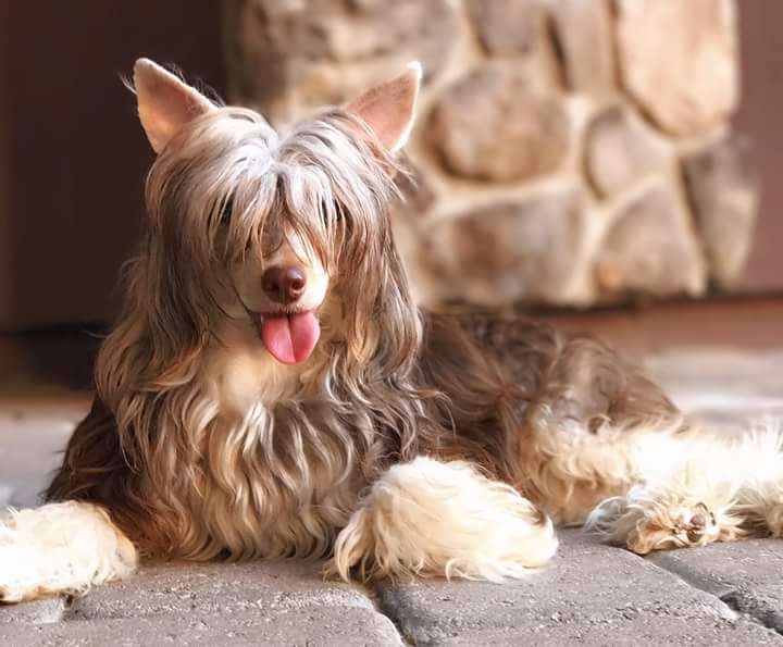 Raven's Vintage Harmony Moon