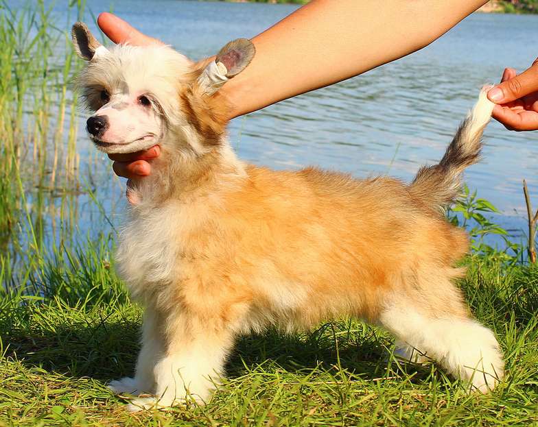 Angel O'Check Venesuela.