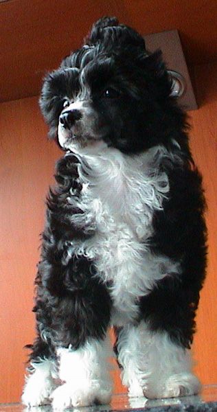 Magic Carpet's Andromeda