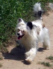 Buddleïa de la Fontaine aux Maléfices