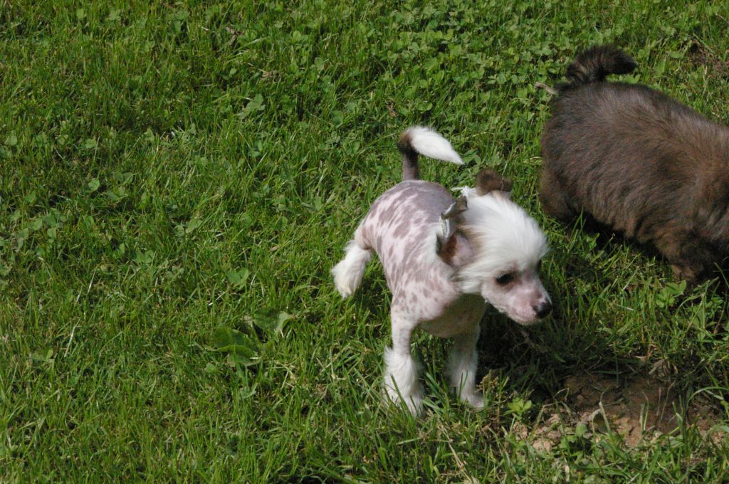 Oriental Jokes Egoiste