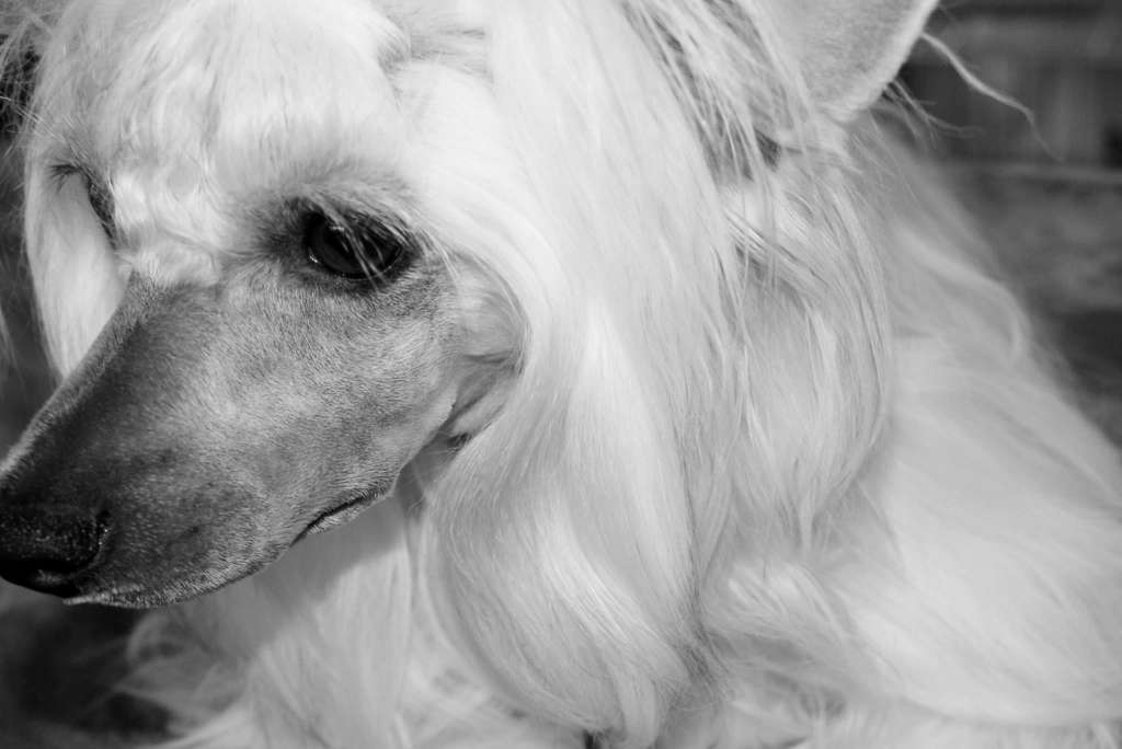 Dazzly Sunshine of Blue Champagne