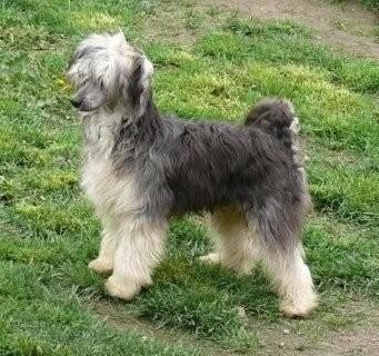 Michael Chrustowianki