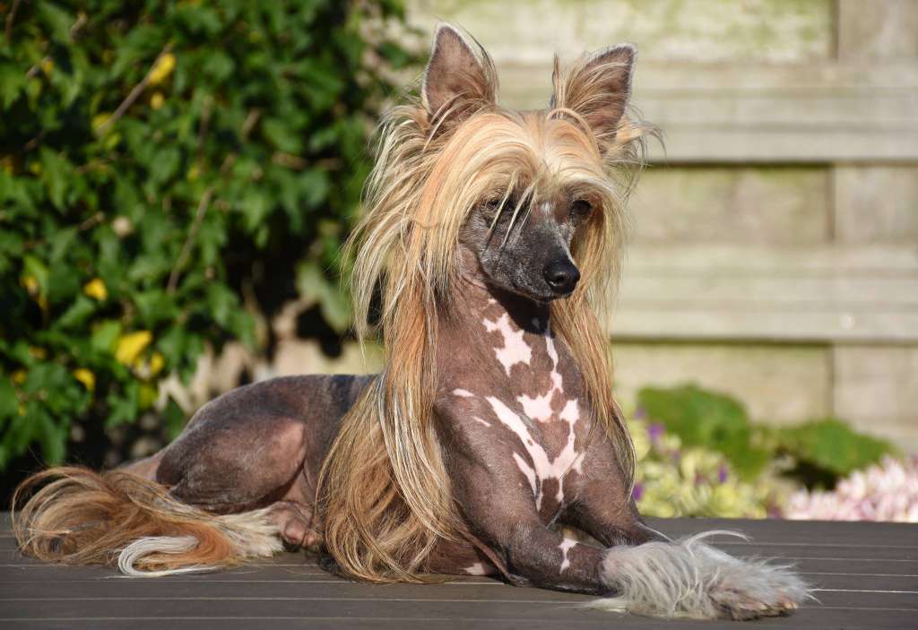 Born To Be Loved Dale Of Gizzy's Home