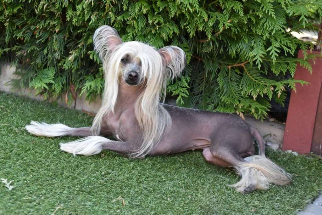 Forseti's Pride N Joy