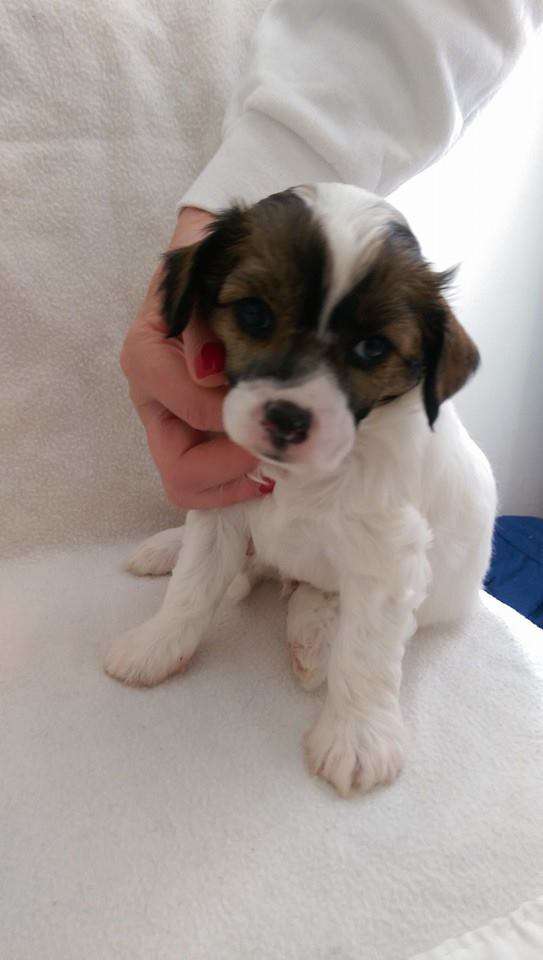 Gremlinto Eartquake Is Coming