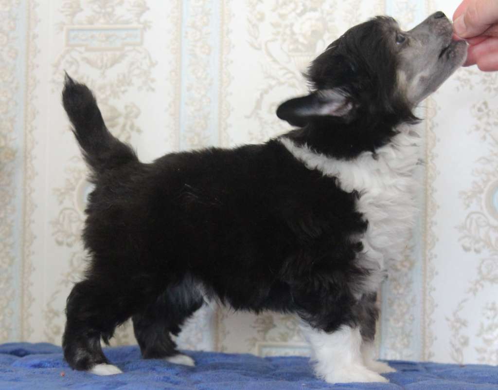 Nomilas It's Falconero Zero