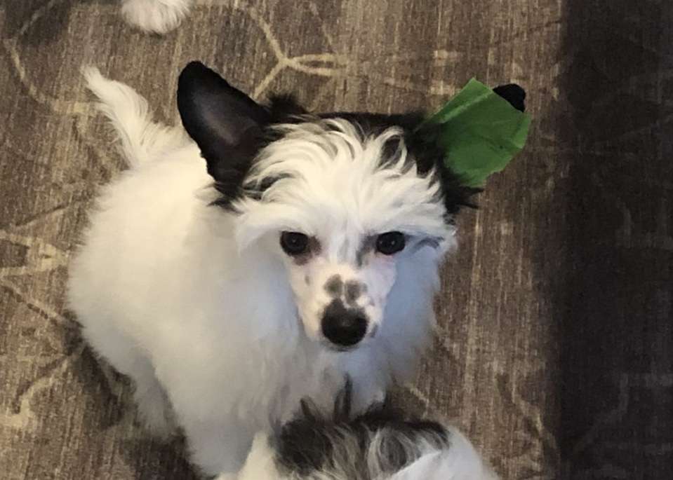 Belews Law Of Motion