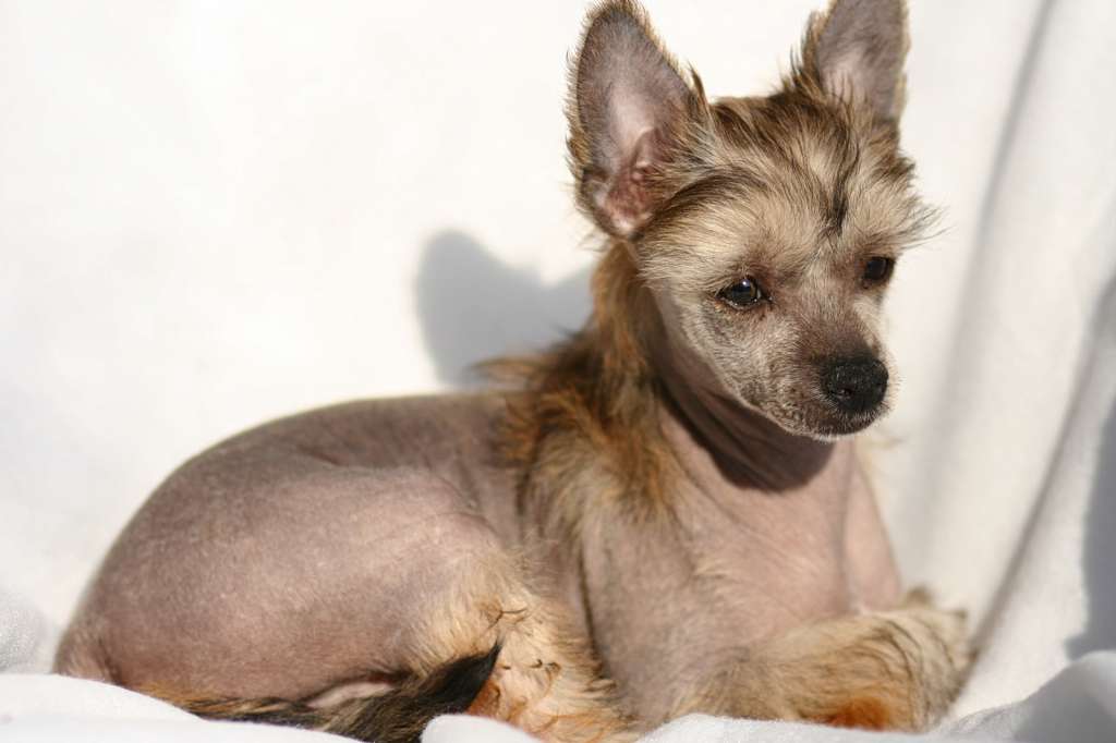 Etual Asandant Jamaica