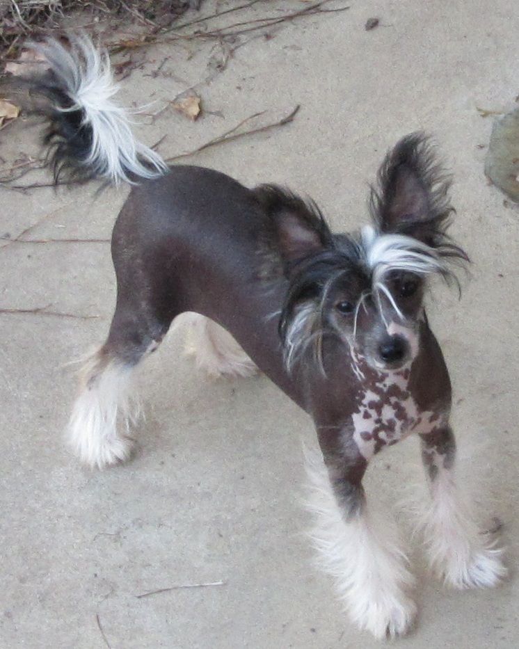 Be My Dog's Spotlight One