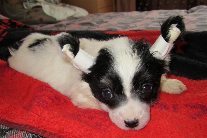 World Show Brilliantovaya Ledi