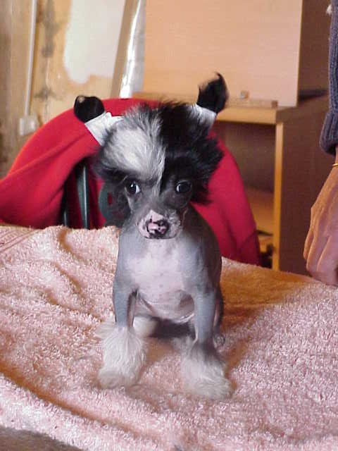 Viva Jokima Du Domaine Du President