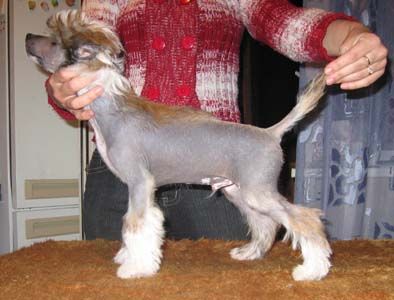 Apriori Vip Zordon Brass Head