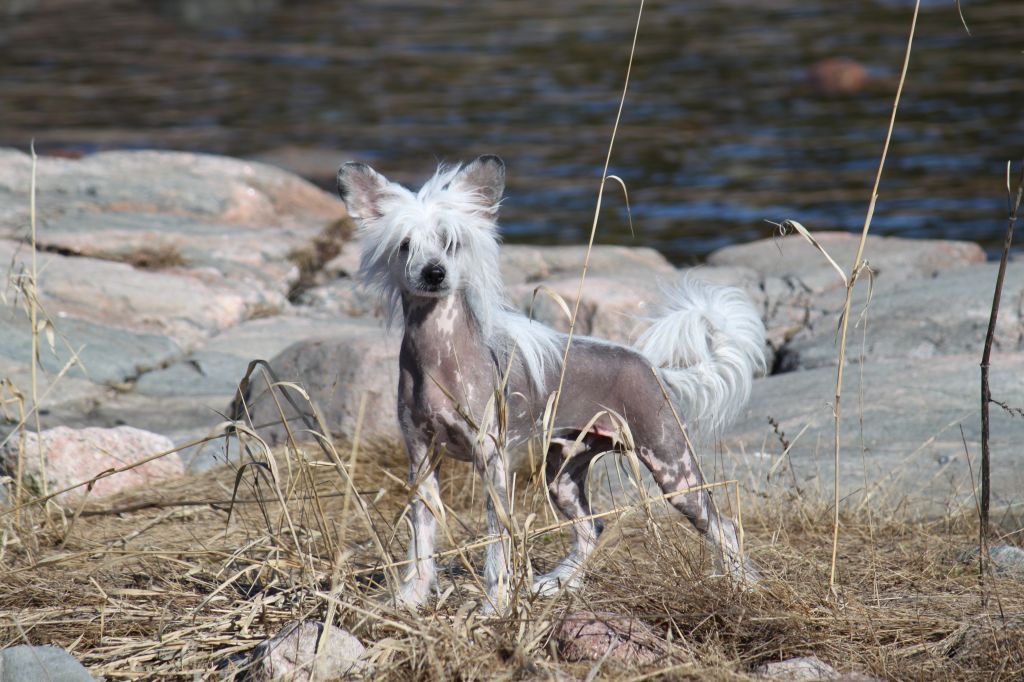 Allegranden Andromeda