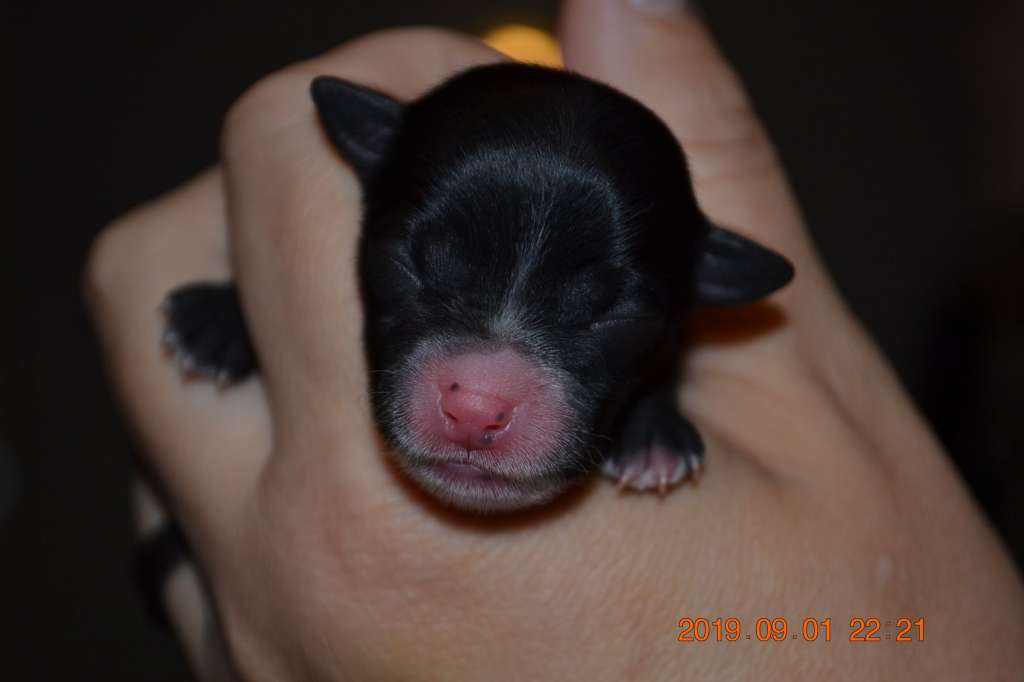 Nightstorms Got It All