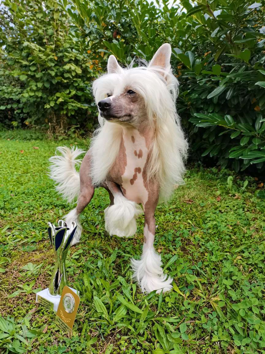 Buddy z Kamilova dvora