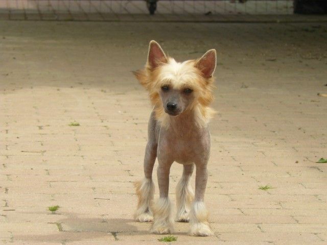 Infinity Little Champs 