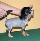 Bastian Little Magic