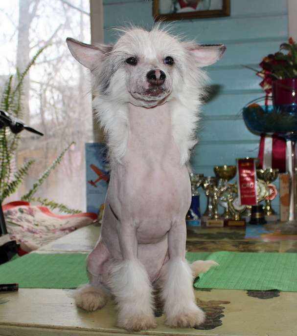 Angel O' Check Cherkes