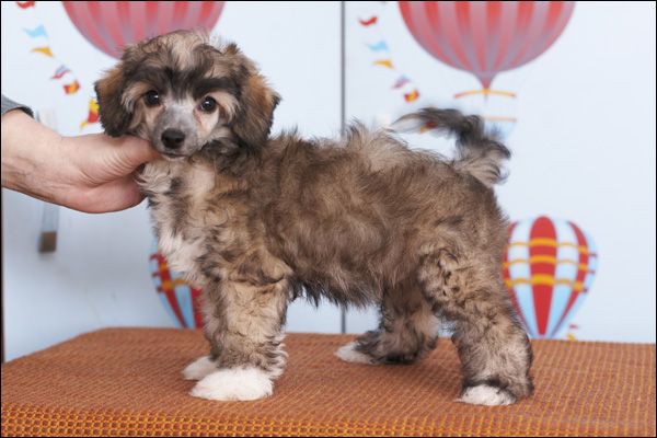 Apriori Vip Quite So