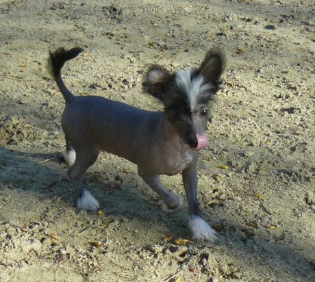 Jim Top Model De Rama