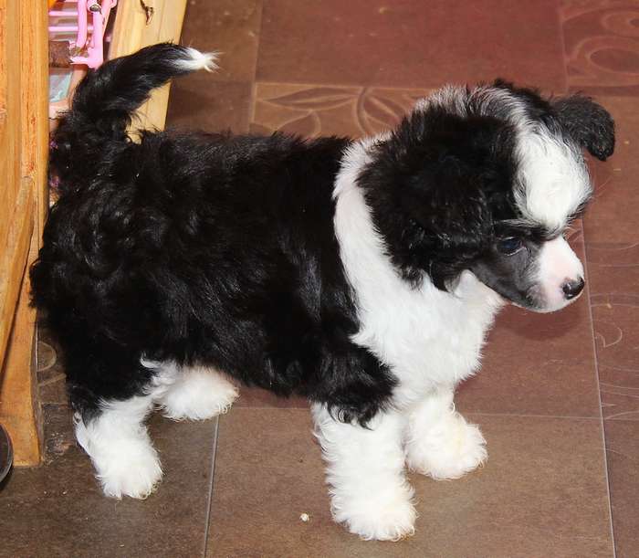 Angel O' Check Archi Black