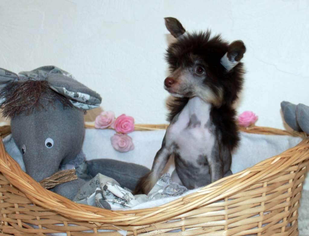 Yara Slava iz Clana Timurlana