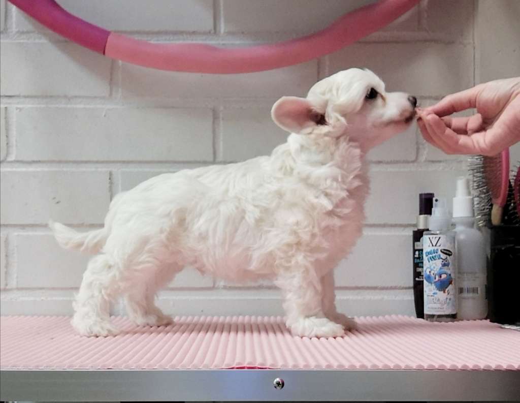 Naked Stars Not So Silent Night