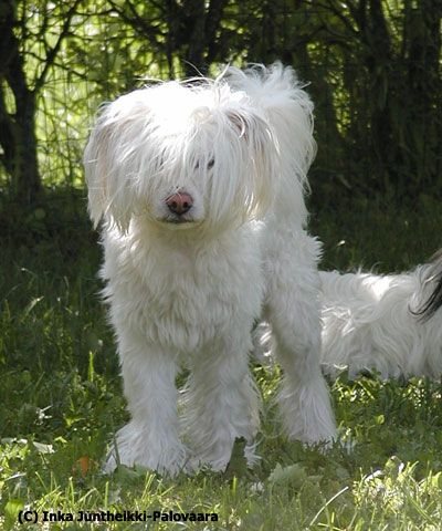 Bozo Gang's Underaluckystar