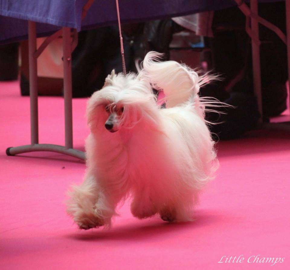 Muffin Little Champs