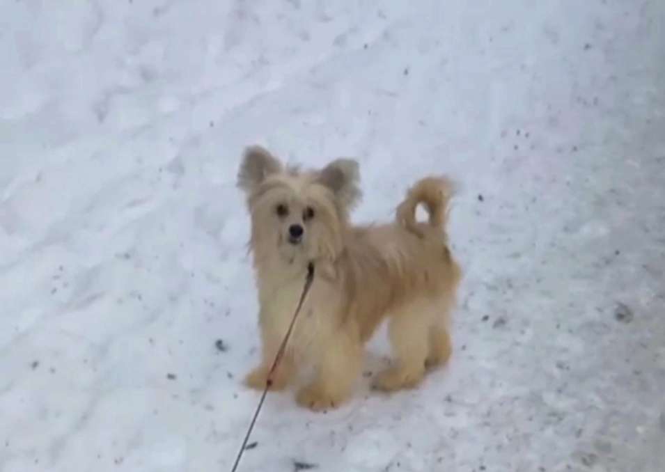 Rasomakha Iz Vishnevogo Sada