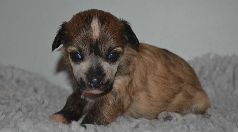 Zanevi's Hippy Hippy Shake