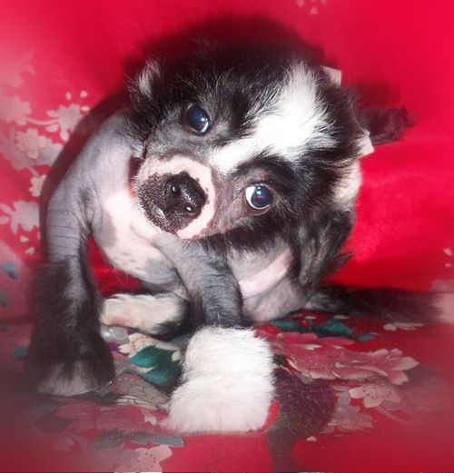 Grand Show American Black Mustang