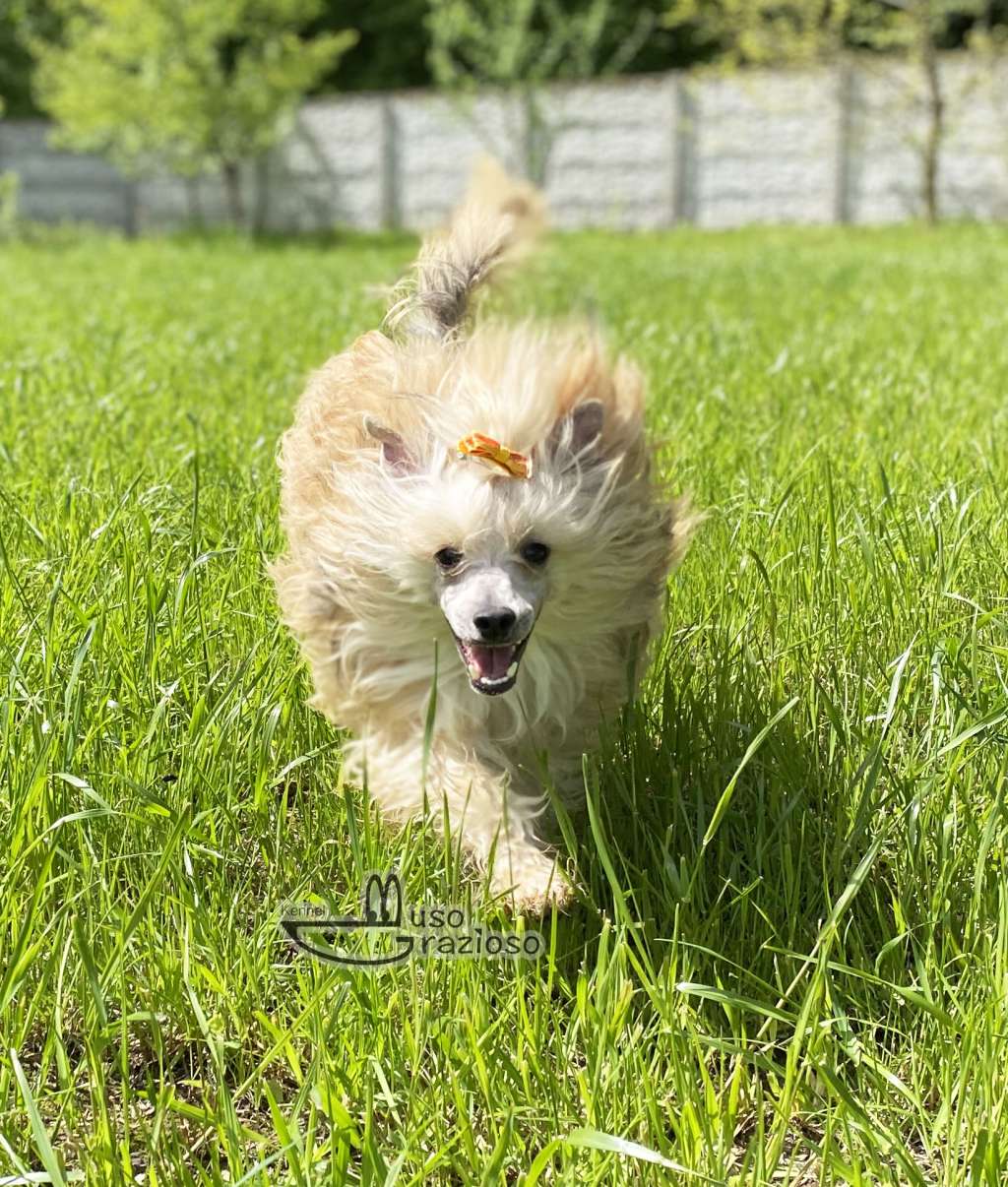 Muso Grazioso Ollander