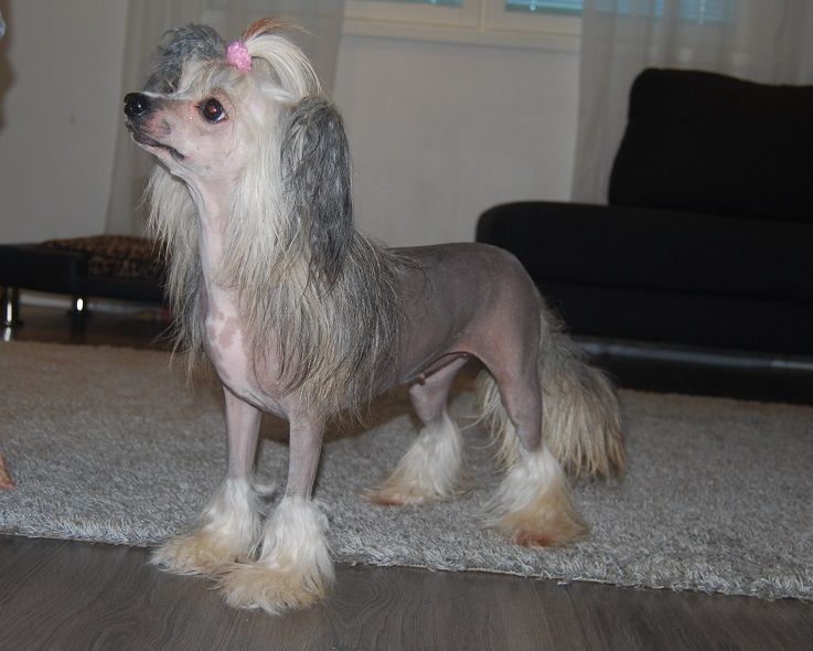 Sippelins Smooth Criminal