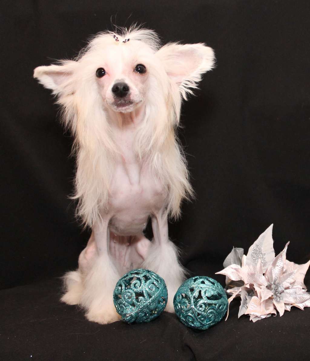 Extravaganza Band Vasabi