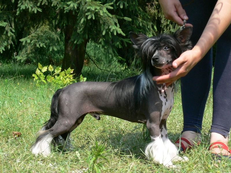 ARAGORN Szalone Grzywki