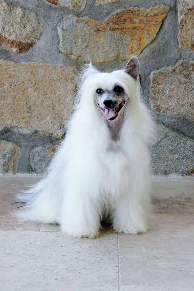 Night Wish Juna Dogs Fci