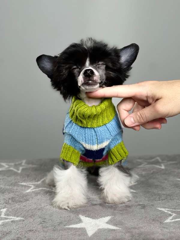 Anna Sky Kennel Honey Mia