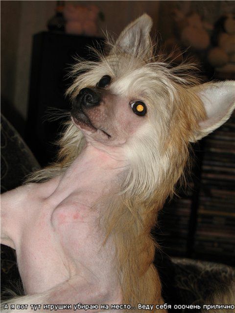 Silver Tauer Golden Archi